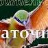 Вседостаточный Дух Уитнесс Ли глава 2