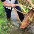 Traditional Trap In Action Catching Fish Without Hooks