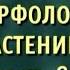Биология Анатомия и морфология растений Часть 2 Побеги Почка