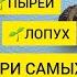 ТРИ КОРНЯ ПЫРЕЙ ЛОПУХ ОДУВАНЧИК