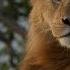 Faru Chased A King Morani Away But This Time A Cheetah Why Isn T This Happening