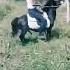 Pony 536786537