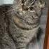 Знакомьтесь Вкусная Булочка Alma Cat Cat Scottishfold котик рекомендации топ юмор