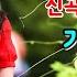 집시 가수 김지미 신곡기념 세미 뮤직영상