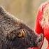 Wild HOG HUNTING QUEEN Hunts WOMEN Against MEN