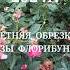ЛЕТНЯЯ ОБРЕЗКА РОЗЫ ФЛОРИБУНДА иринанаумова цветы дача здоровыерозы сад розы розывсаду