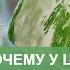 Почему цветы плачут Гуттация