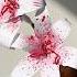 DIY A4 Paper Lily How To Make A Lily Flower
