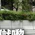 47人案 長毛梁國雄被判監禁6年9個月 太太陳寶瑩 一日都覺得重 01新聞 長毛 陳寶瑩 刑期 初選 國安法 毛孟靜
