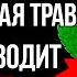 Всего Один Раз В День Чтобы Избавиться От Избытка Сахара И Победить Диабет