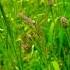 Earth Song Michael Jackson Save Earth Nature Heal The World
