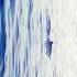 Dolphins In The Sea Looking Cute Dolphin Sea Nature