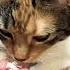 Два типа девушек цитаты жизнь Cat цитатыпрожизнь юмор нюша философия топ