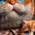 Mother Cat Crying With Baby Cat Meow Shorts