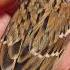 This Girl Found A Helpless Bird In Her Yard And Decided To Adopt It Then
