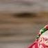 Русская Масленица Фильм 2024 Russian Maslenitsa Славянский праздник Комоедица Народные песни