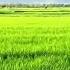 Welcome To The Rice Fields