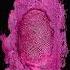 Nicki Minaj Feat Drake Lil Wayne Chris Brown Only