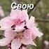 Псалом 41 9 СПОКОЙНОЙ НОЧИ