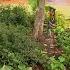 Knowing Plants For Perfect Placement Volunteer Gardener