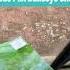 Light Celery Lime Green Mottle Mix Bullseye Sheet 6207