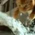 Friskies