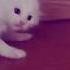 Девочка котенок побила мальчика The Kitten Girl Beat The Boy