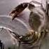 Metal Gear Rising Revengeance Rules Of Nature Crab