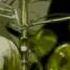 Jethro Tull A Stitch In Time