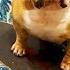 Bulldog Refuses To Sleep Without His Skateboard The Dodo