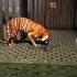 Slendrina Child VS Tiger Shorts Granny Tiger