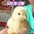 I M Soo In Love Chicken Song Cute Shorts Trending