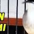Masteran Ciblek Ngebren Variasi Suara Ciblek Semi Gacor Nembak Ngebren 5 Variasi