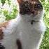 Деньги портят мужчину цитаты юмор жизнь Cat кот пословицы нюша мудрость философия топ