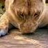 Lions Reaction To Catnip SO CUTE