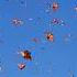 Yes Or No Sings Butterflies Butterflies Fly Status Beautiful метелики бабочка бабочки в небе