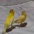 Unusual Behavior Amazing Canary Singing 4 Shorts