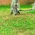 Madagascar S Crazy Facts No Snakes Lemurs Rice Obsession Shorts Madagascar NoSnakes