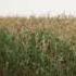 Interstellar Official Soundtrack Cornfield Chase Hans Zimmer WaterTower
