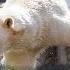 9 Craziest Zoo Animal Attacks