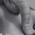 Horton Hears A Who Symphonophone John Powell