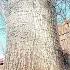 Use A Chainsaw To Fell A Big Poplar Tree