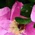 Пчелы и шмели опыляют шиповник Bees And Bumblebees Pollinate Dogrose