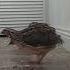 перепел перепелка Samsung Birds Quail Love