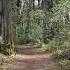 A FORGOTTEN Path Into The DEEP FOREST Shorts Hiking Nature