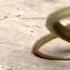 Mongoose Vs Cobra Snake