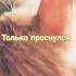 только проснулся Cat моякошка Cute милота Funny Alightmotion Kitten Pets Kitty Animals