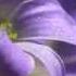 Tears Of Dew