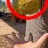 Une Fille Ramasse Le Caca D Éléphant