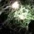 Cressida By Onyric Stoneface Terminal Remix TRANCE